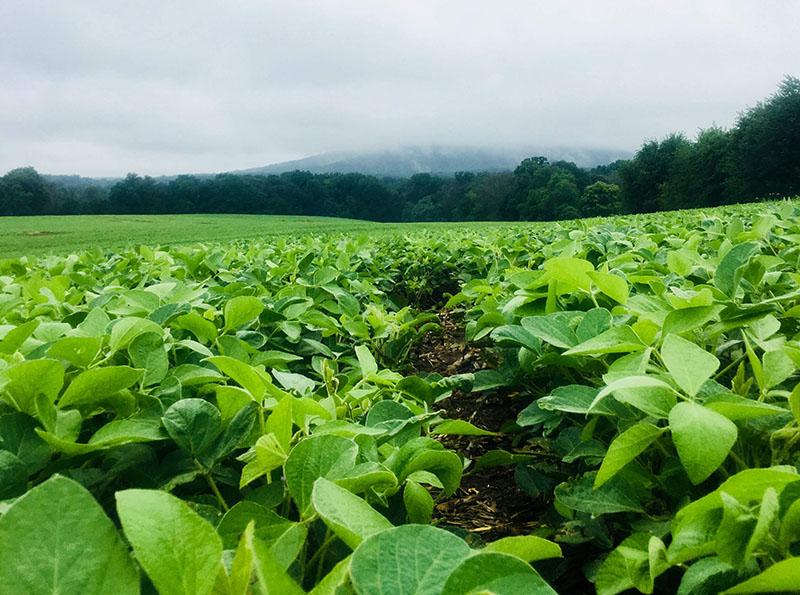 Agriculture And Food Systems University Of Maryland Extension   Soybean Field Mark Townsend Resized 